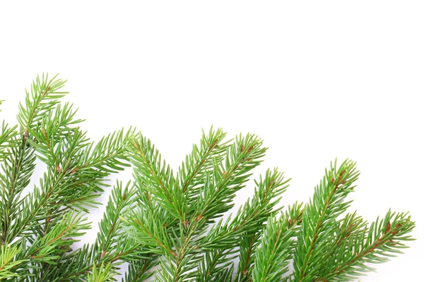 Branches of fir tree isolated on white background christmas new year winter — Stock Photo, Image