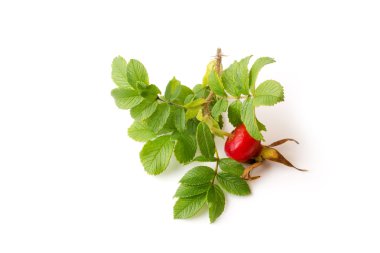 Berry yabani gül beyaz bir arka plan üzerinde C vitamini izole yaprakları ile.