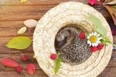 Eski ahşap arka plan ahududu sonbahar kirpi şapka sonbahar yaprakları