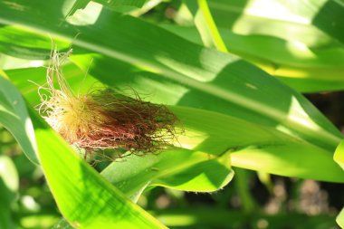 Mısır alan organik tarım ürünleri yaz sonbahar