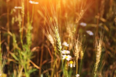 buğday buğday alan organik tarım ürünleri yaz Sonbahar kulaklar