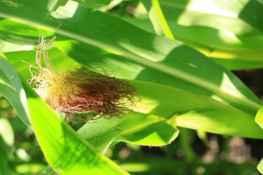 Mısır alan organik tarım ürünleri yaz sonbahar