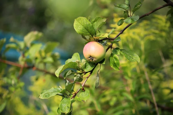 Manzana en un árbol en el jardín productos agrícolas ecológicos Verano Otoño — Foto de Stock