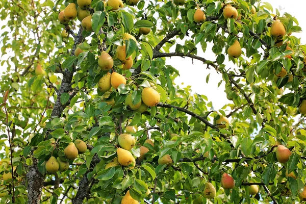 Päron på träd i trädgården ekologiska jordbruksprodukter sommar höst — Stockfoto