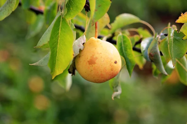 Peer op een boom in de tuin biologische landbouwproducten Zomer Herfst — Stockfoto