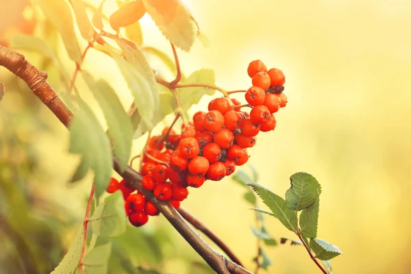 Racimos de rowan verano otoño — Foto de Stock