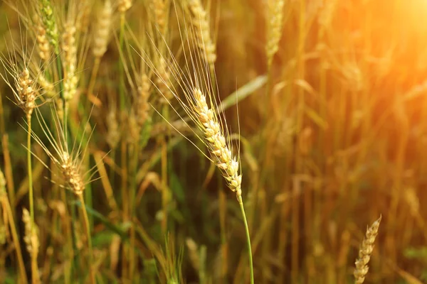 buğday buğday alan organik tarım ürünleri yaz Sonbahar kulaklar