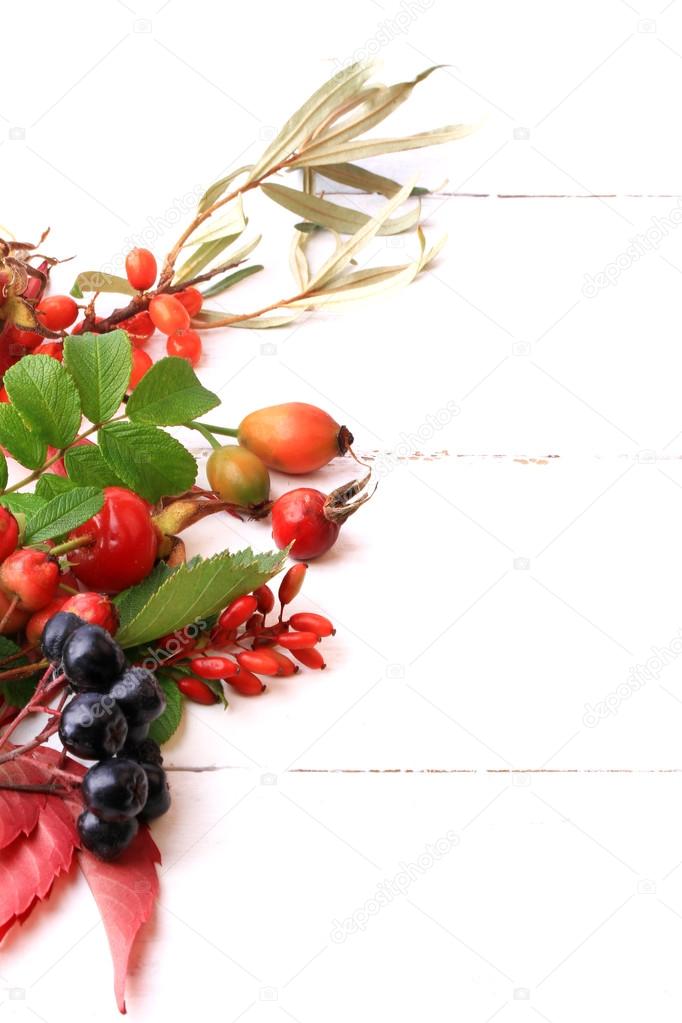 autumn berries for tea on a white wooden background rosehip rowan hawthorn sea buckthorn black chokeberry