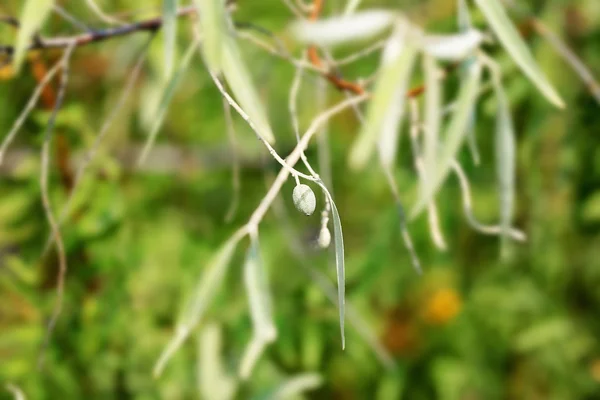 Silverberry Elaennus commutata summer — стоковое фото