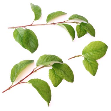 yeşil yaprakları ve beyaz arka plan sette izole erik ağacı dalları