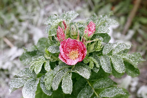 Eerste sneeuw van de winter van de besneeuwde rozenstruik met bloem en toppen — Stockfoto