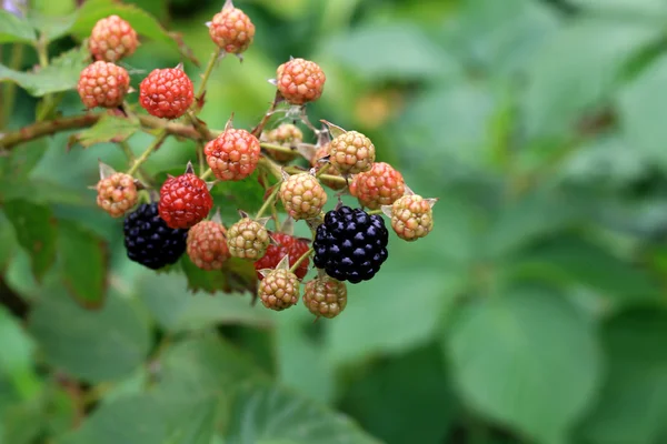 bahçede bir Bush böğürtlen