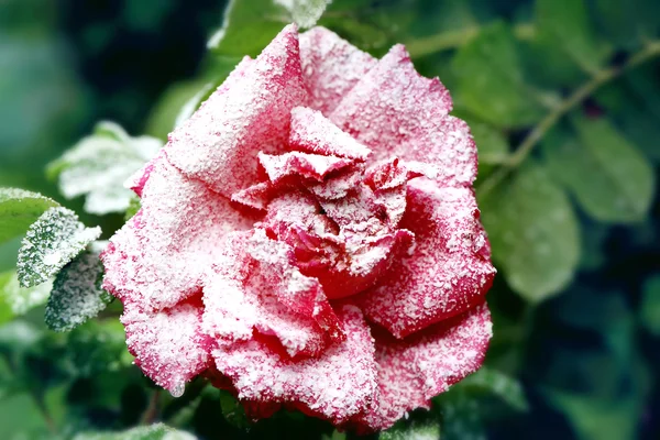 Snowy krzew róży z kwiatów i pąków zimowych pierwszy śnieg — Zdjęcie stockowe