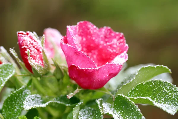 Mawar bersalju dengan bunga dan tunas musim dingin pertama salju — Stok Foto