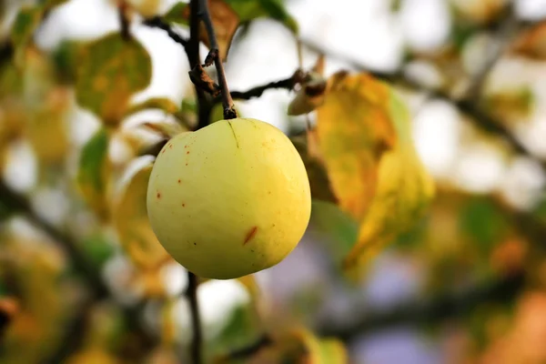 Стигле яблуко на дереві сільський стиль осені — стокове фото
