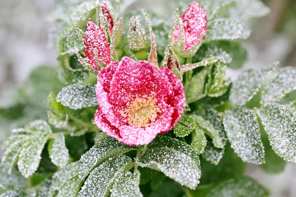 Eerste sneeuw van de winter van de besneeuwde rozenstruik met bloem en toppen — Stockfoto