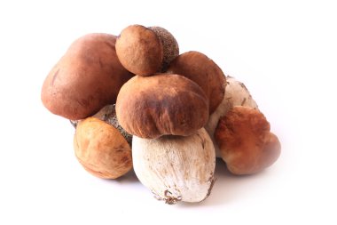 Beyaz arka plan üzerinde seçici yumuşak odak izole orman mantarlar yenilebilir taze