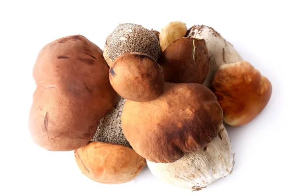 Лесные грибы съедобные свежие изолированные на белом фоне селективного мягкого фокуса — стоковое фото