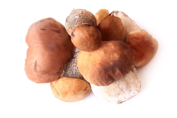 Forest mushrooms edible fresh isolated on white background selective soft focus — Stock Photo, Image