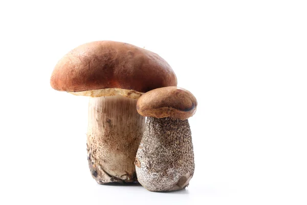 Boletus una coppia di funghi freschi isolati su sfondo bianco — Foto Stock