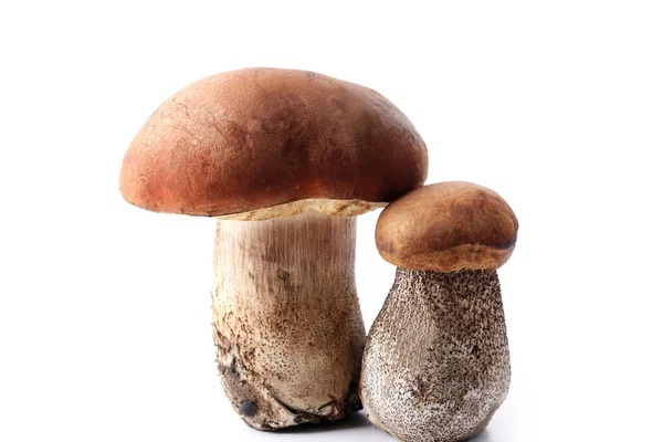 Boletus una coppia di funghi freschi isolati su sfondo bianco — Foto Stock