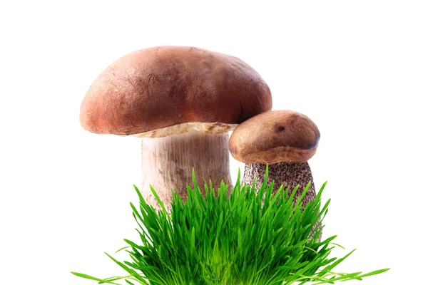 Boletus una coppia di funghi erba isolata su sfondo bianco — Foto Stock