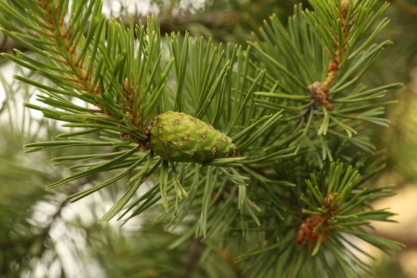 Branch of spruce with a bump outside — Stock Photo, Image