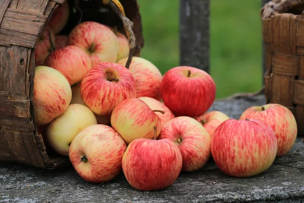 Яблука в плетеному кошику старий ретро вінтажний сільський стиль літня осінь — стокове фото