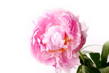 Bir beyaz arka plan pembe üzerinde izole Şakayık