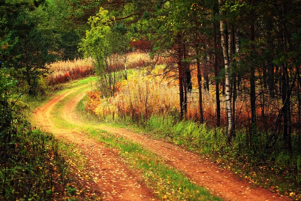 Vägen i skogen höst solnedgång mjuk fokus tonas Foto — Stockfoto