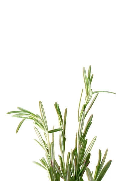 Rosemary isolado em um fundo branco — Fotografia de Stock