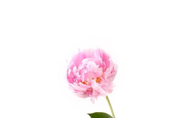 Bazsarózsa elszigetelt fehér háttér előtt világos rózsaszín — Stock Fotó