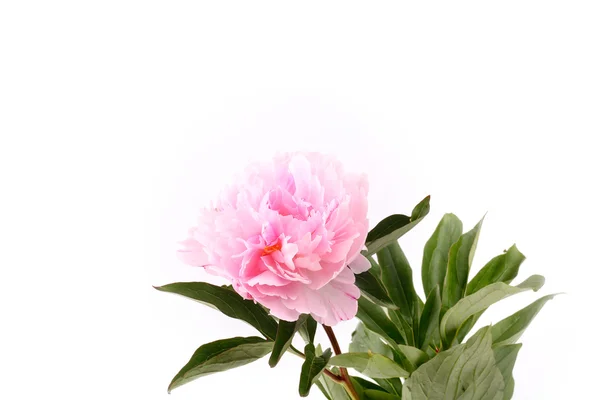 Peony isolated on a white background light pink — Stock Photo, Image