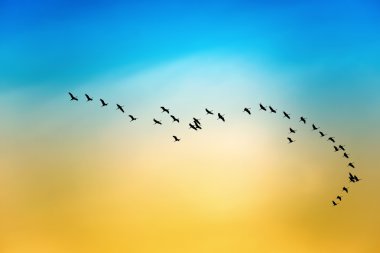 Silhouette of flying birds migratory passage shadoof in the sky clipart