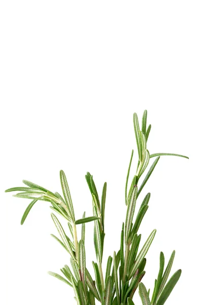 Rosemary isolado em um fundo branco — Fotografia de Stock