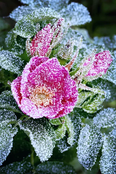 Bevroren steeg besprenkeld met eerste wintersneeuw — Stockfoto