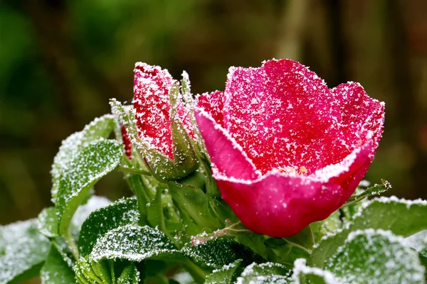 Mrożone róża posypane pierwsza zima śnieg — Zdjęcie stockowe