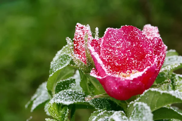 Bevroren steeg besprenkeld met eerste wintersneeuw — Stockfoto