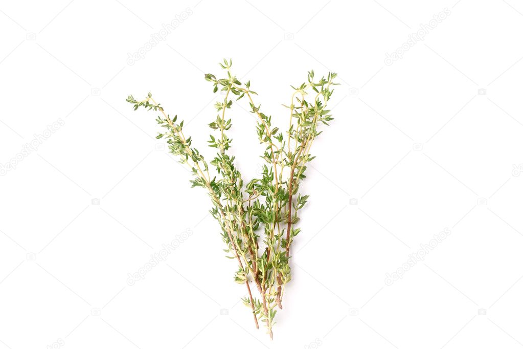 thyme isolated on a white background