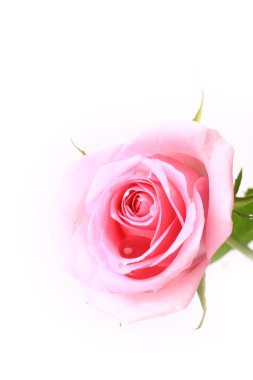 Gül nazik pembe beyaz arka plan üzerinde yumuşak seçici odak romantik hassasiyet izole