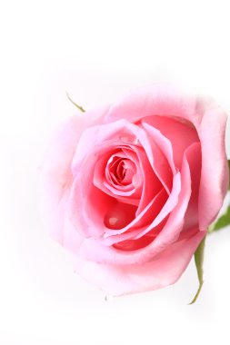 Gül nazik pembe beyaz arka plan üzerinde yumuşak seçici odak romantik hassasiyet izole