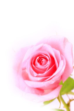 Gül nazik pembe beyaz arka plan üzerinde yumuşak seçici odak romantik hassasiyet izole