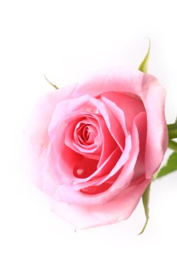 Gül nazik pembe beyaz arka plan üzerinde yumuşak seçici odak romantik hassasiyet izole