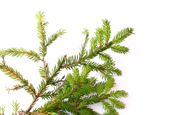 Branches of fir tree isolated on white background christmas new year winter — Stock Photo, Image