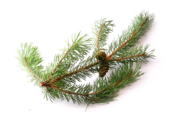 Branch of spruce and pine cone on white background — Stock Photo, Image