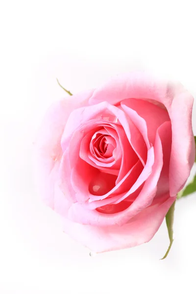 Rose zacht roze geïsoleerd op witte achtergrond zachte selectieve aandacht romantische tederheid — Stockfoto