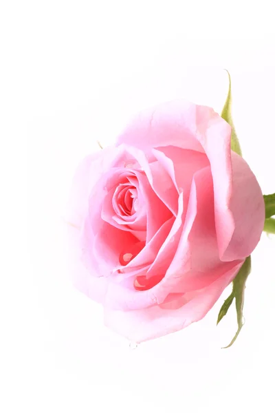 Rose zacht roze geïsoleerd op witte achtergrond zachte selectieve aandacht romantische tederheid — Stockfoto