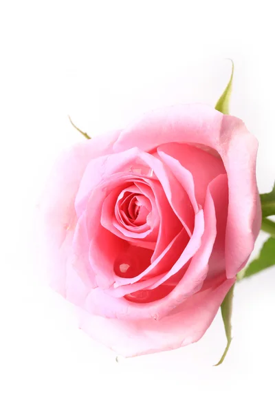 Rose gentle pink  isolated on white background soft selective focus romantic tenderness — Stock Photo, Image