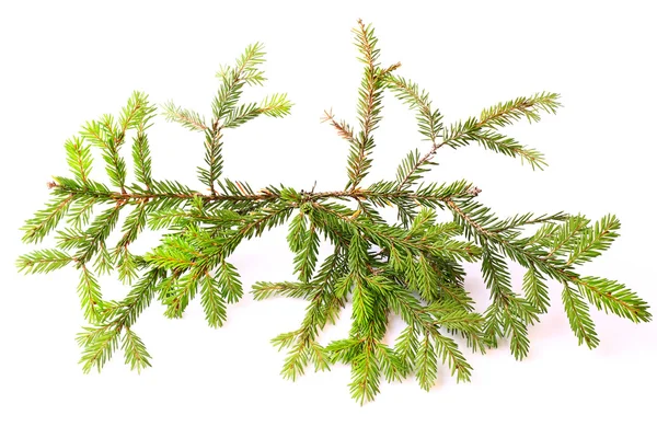 Branches of fir tree isolated on white background christmas new year winter — Stock Photo, Image