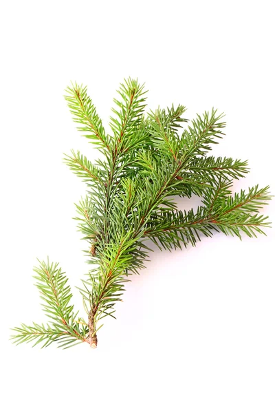 Branches of fir tree isolated on white background christmas new year winter — Stock Photo, Image